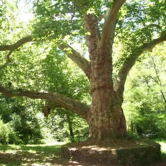 Chemin des platanes_1