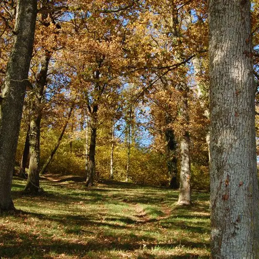 Sentier Le Bois du Curé et des mille Diables_1