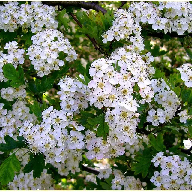 Sentier de l'aubépine_1