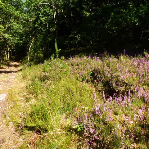 Chemins sur le circuit de Silord à Razés_1