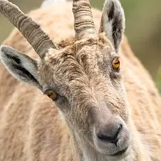 Thomas et Nadia SEILER_1