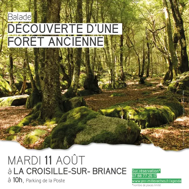 20260811_LA CROISILLE_foret ancienne-web