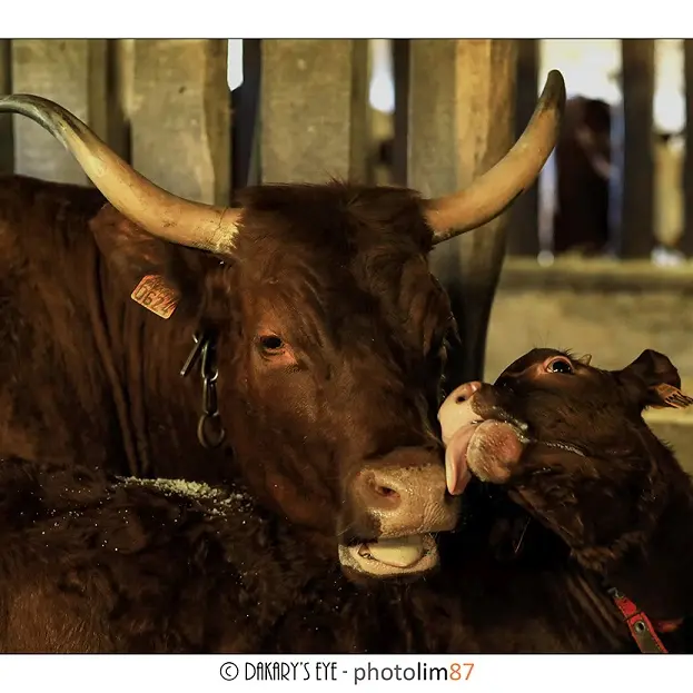 Vache à l'étable_1