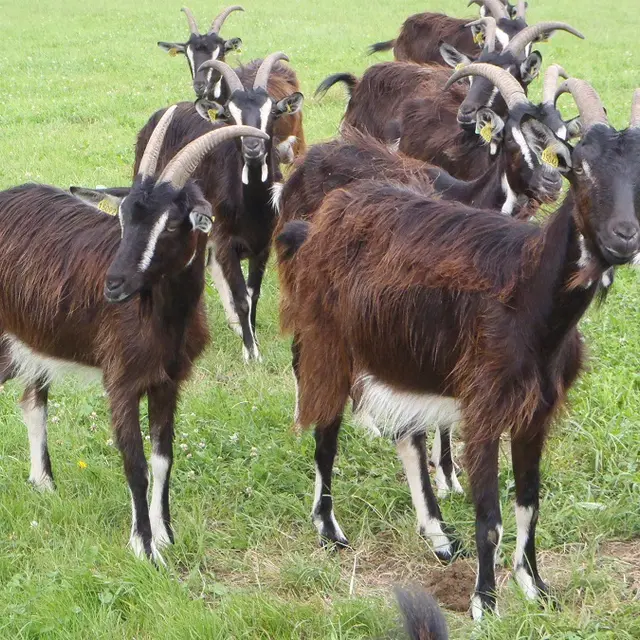 Chèvres poitevines_1