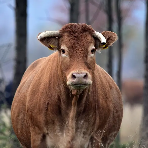 EArl Pagnat-Laffait - Veaux fermiers et boeuf_1