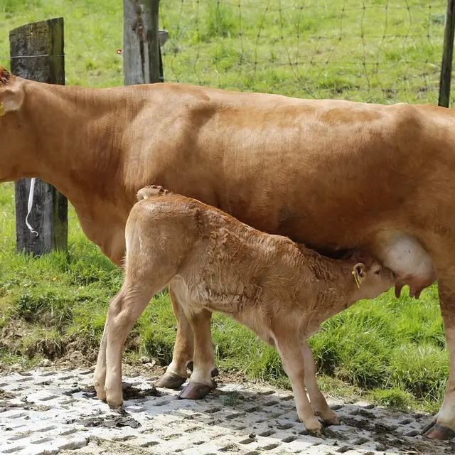 Vache limousine et son veau_1