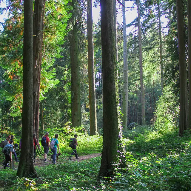 Arboretum_jonchere Sirtaki  (1)