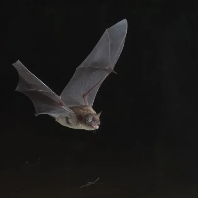 CH-1950-ah-Myotis-daubentoni-HD-credit.-JM.Bo