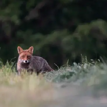 Renard