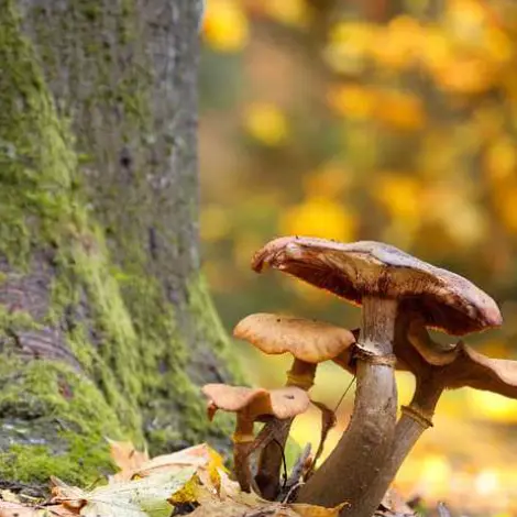 Champignons