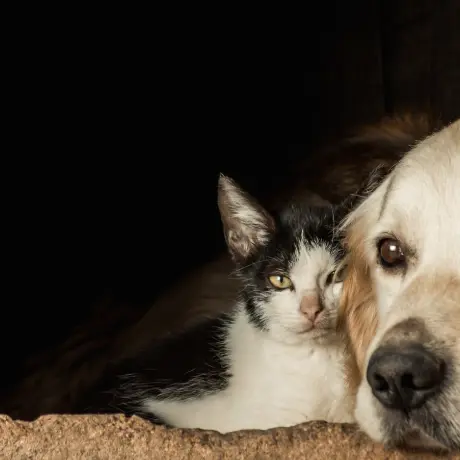 Chien et chat