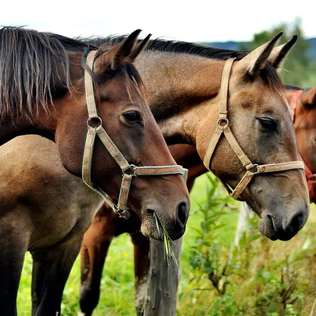Chevaux