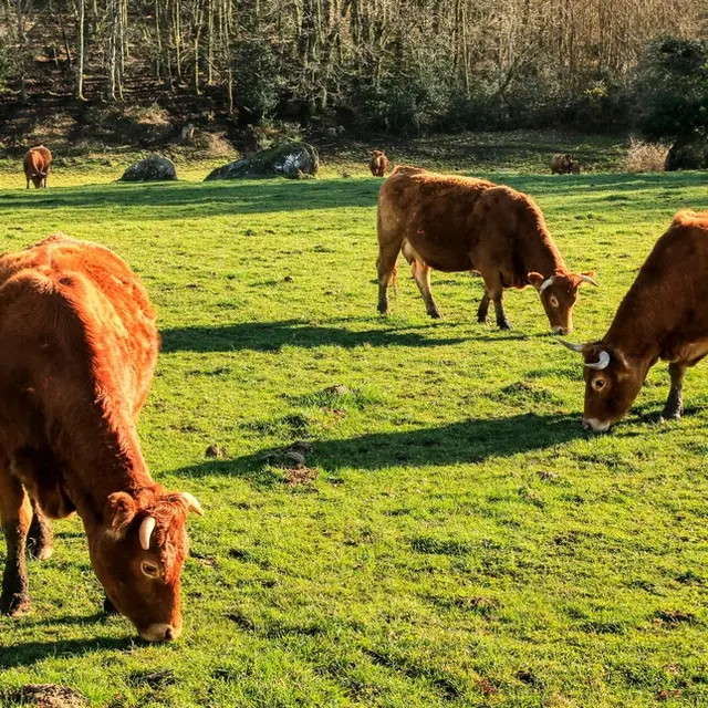 Ferme chez Combeau