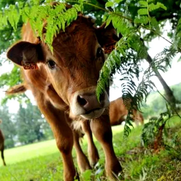 Ferme Chezeau