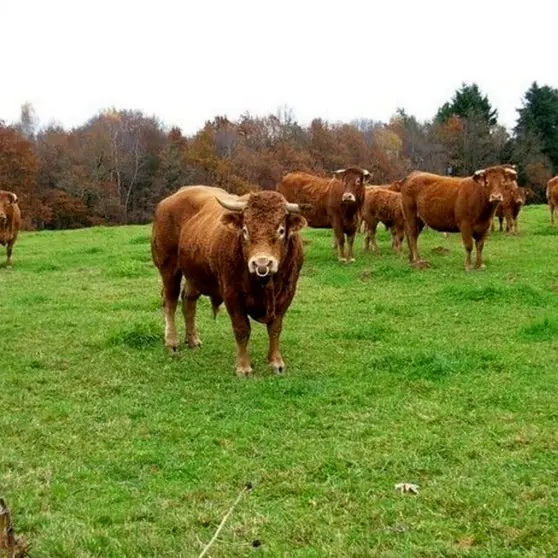 Ferme la Courrière Bovins