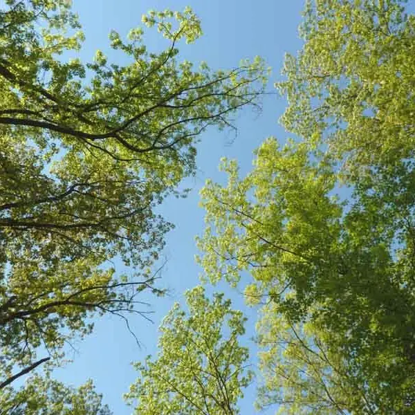 Forêt des Vaseix sentier le tour du grand bois_1