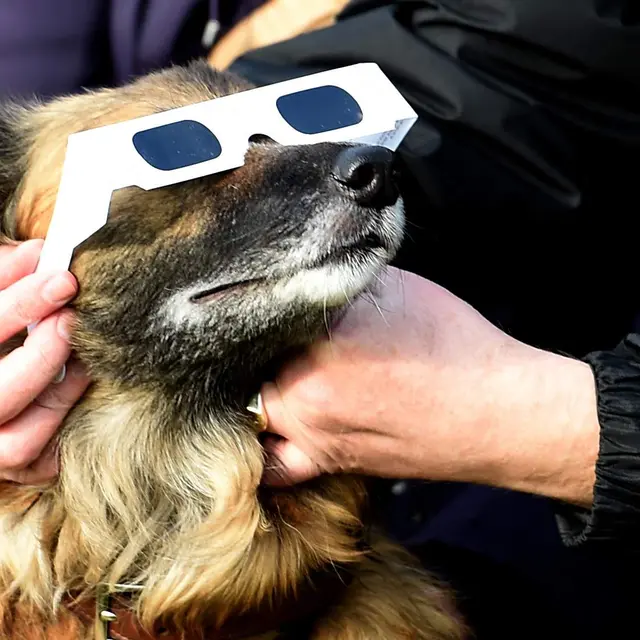 Chien avec lunettes pour voir l'éclipse
