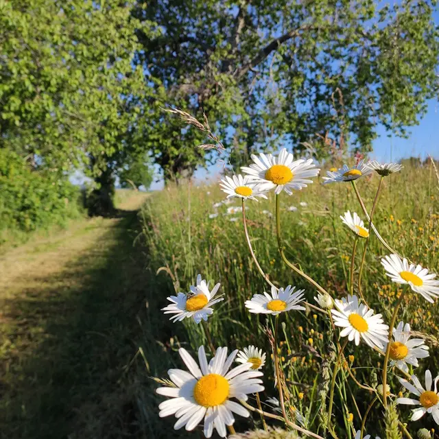 Sur le chemin de Fleurat (Saint-Méard)