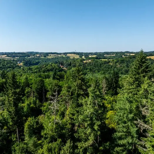 La forêt de Ligoure