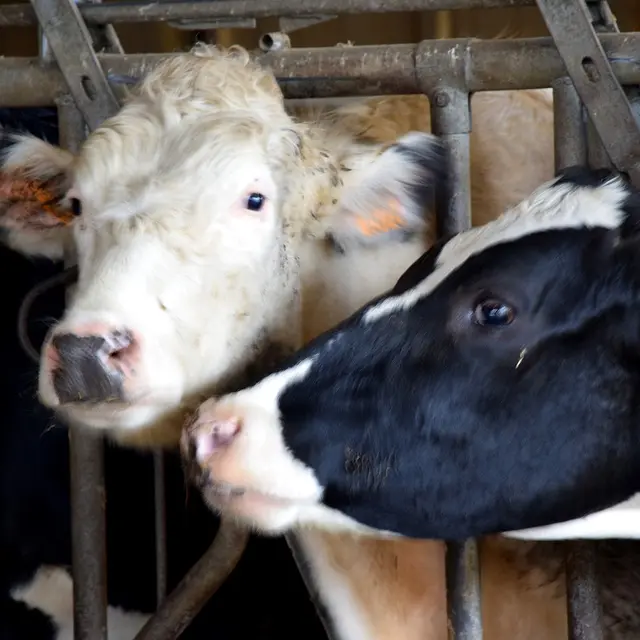 Lait secret-des-Sources Vaches