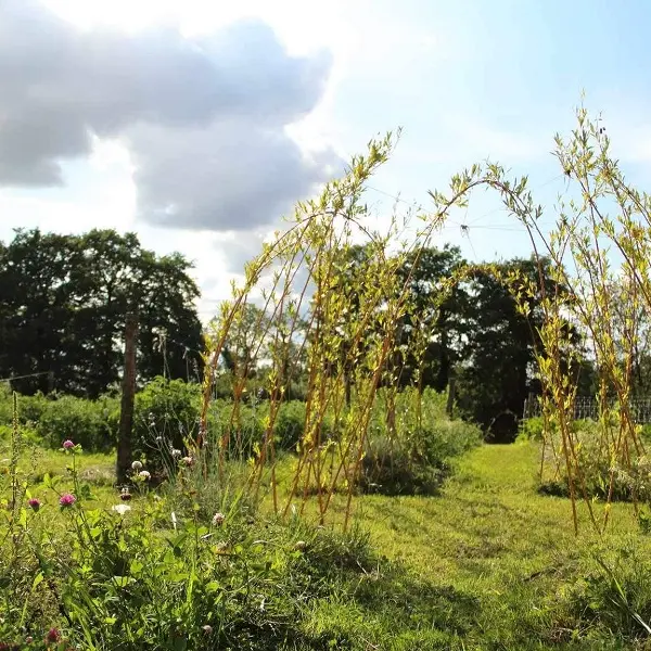 Ô jardin des chênes