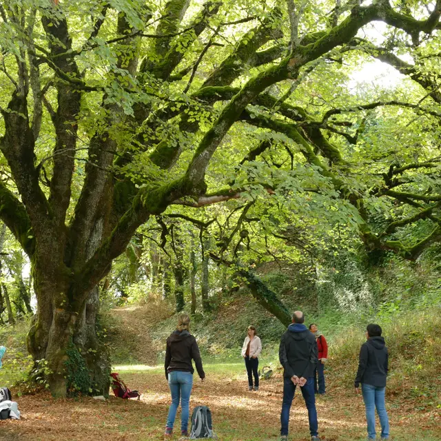 bain de nature avec les arbres