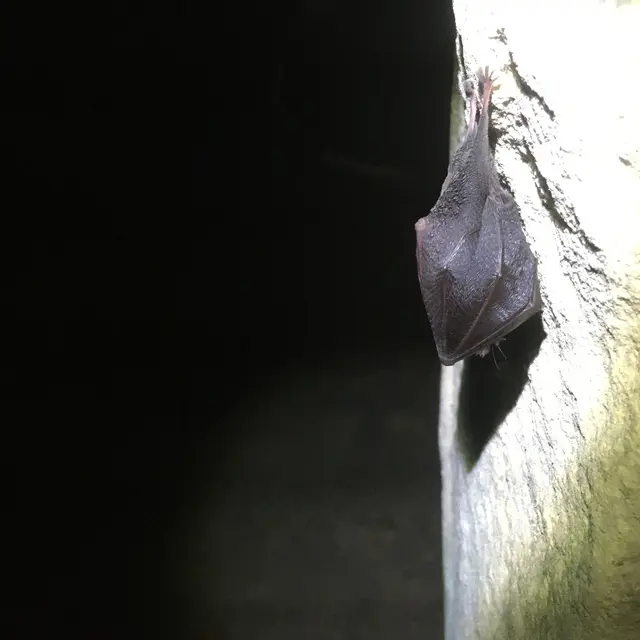 rhino
