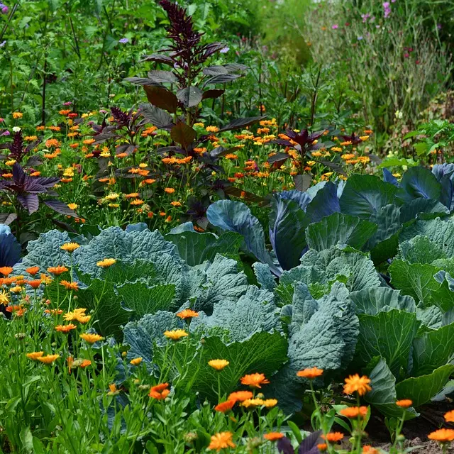 Potager Pixabay Congerdesign