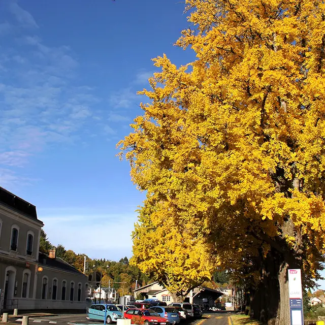 SAINT SULPICE LAURIERE Gingko jaune