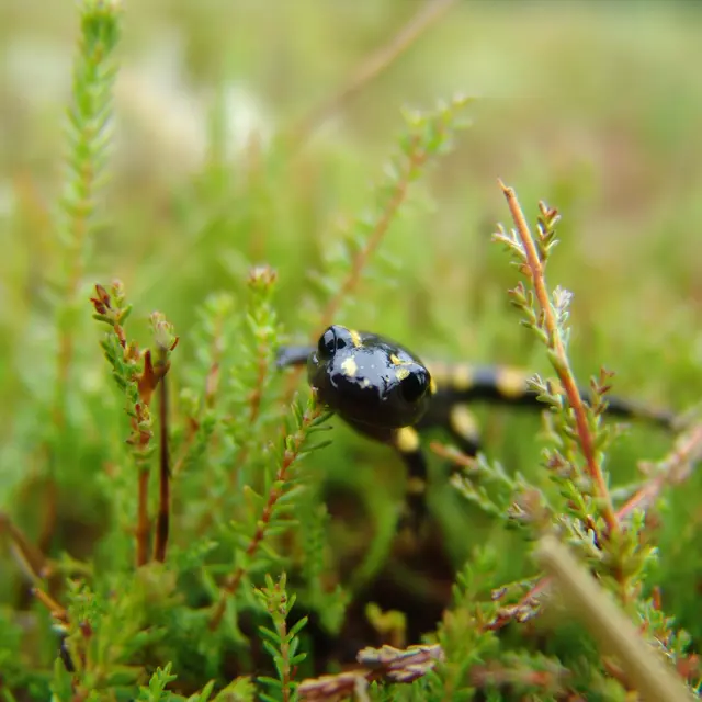 Rencontre avec les amphibiens et reptiles de la réserve naturelle