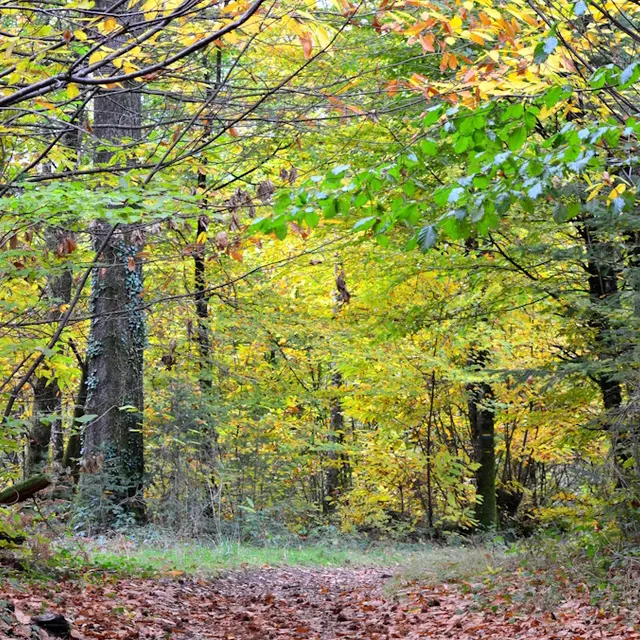 Sous bois