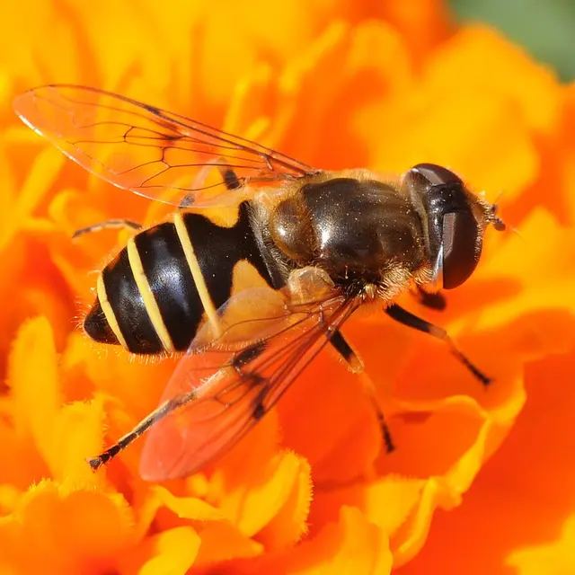 Syrphe