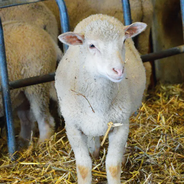 agneau-la-ferme-des-feuillardiers-les-cars