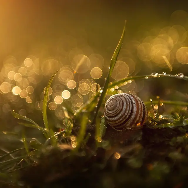basilsmith-snail