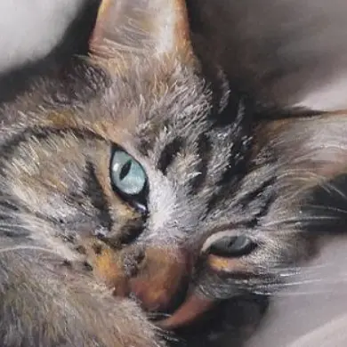 chat