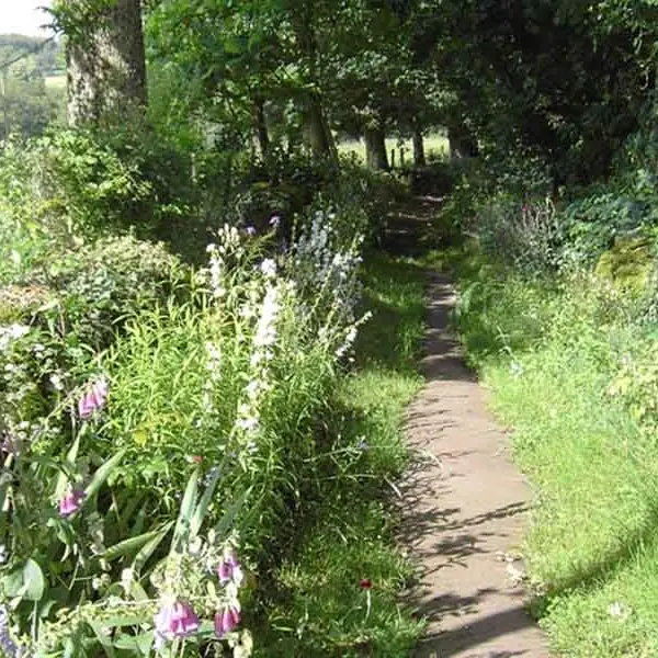 Le chemin de l'Osmonde Royale_1