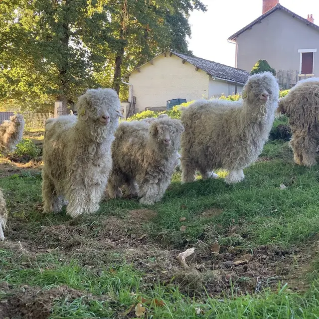chèvre