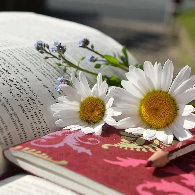 congerdesign-daisies-