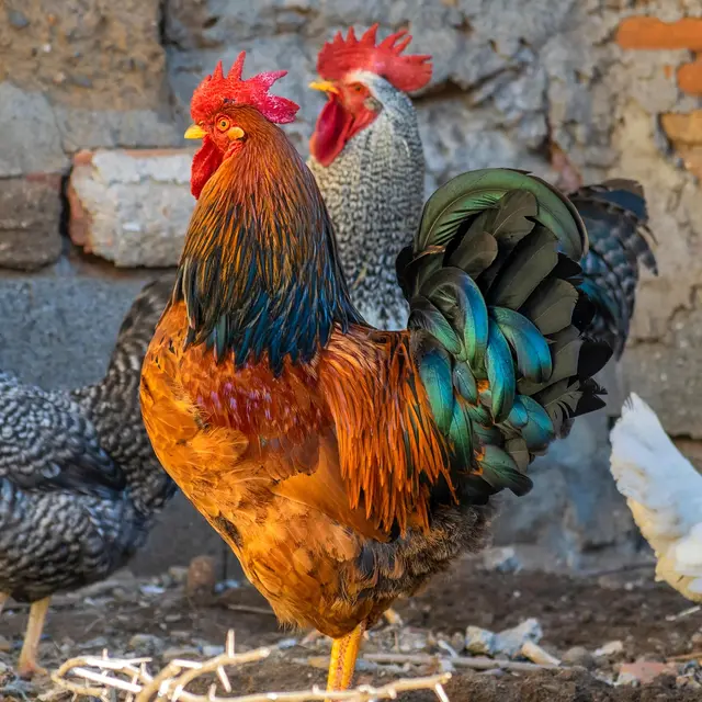 elg21-rooster-5817004_1920