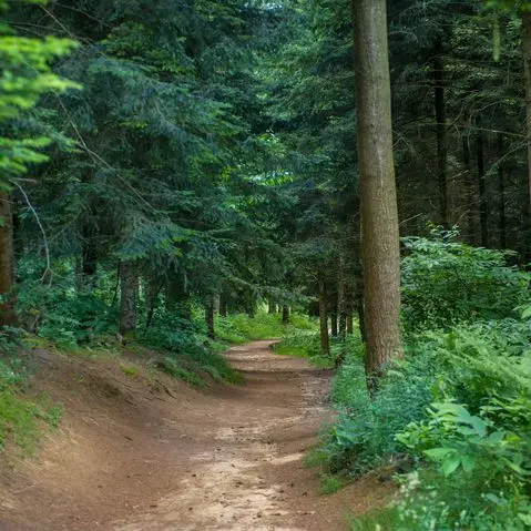 Forêt des Vaseix