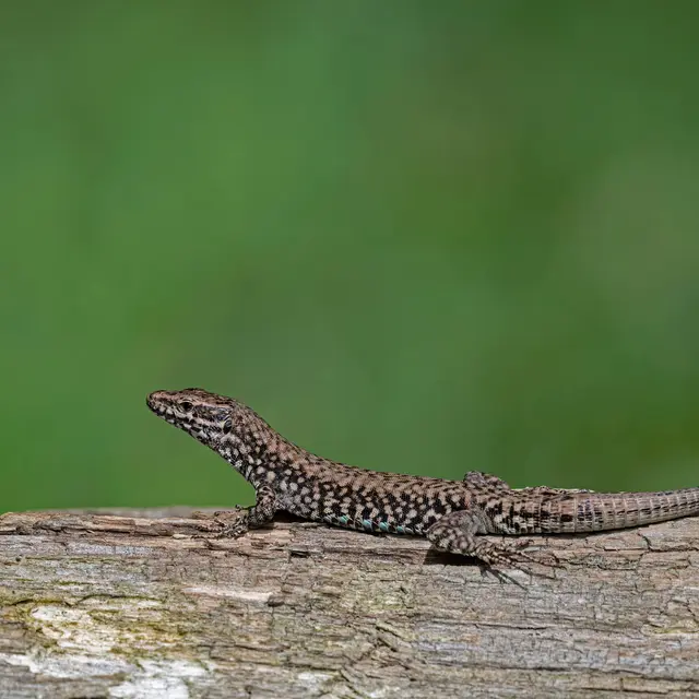 Lézard