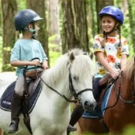 image poney
