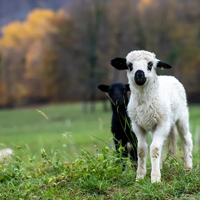 lamb-Pixabay