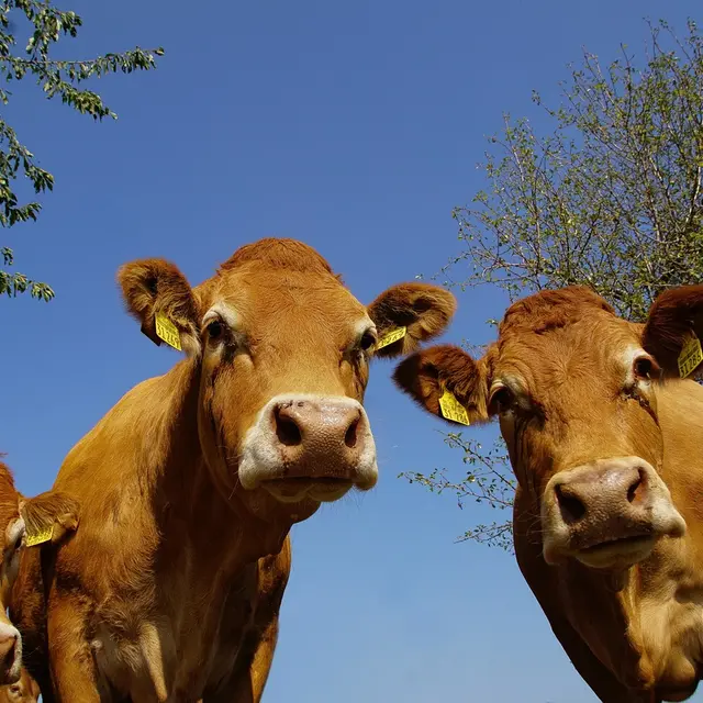 limousin-4720161_1280