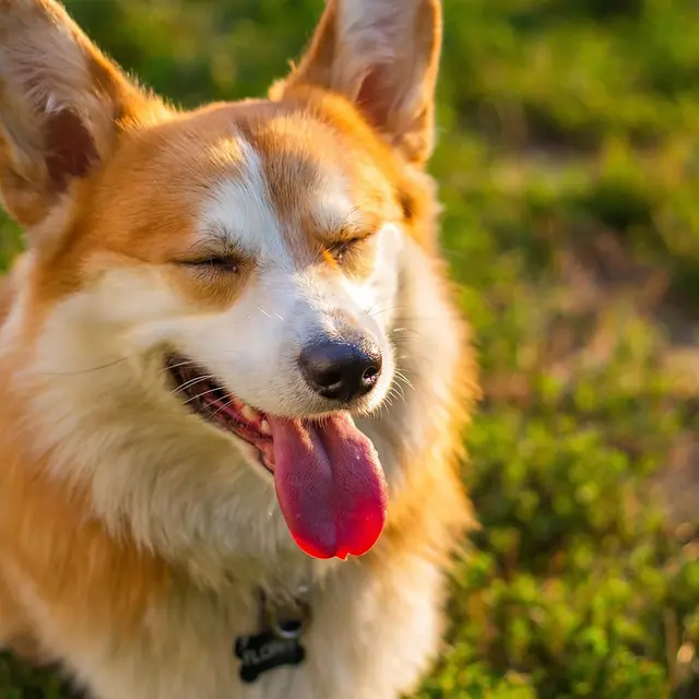 molnarszabolcserdely-corgi-6673343_1280