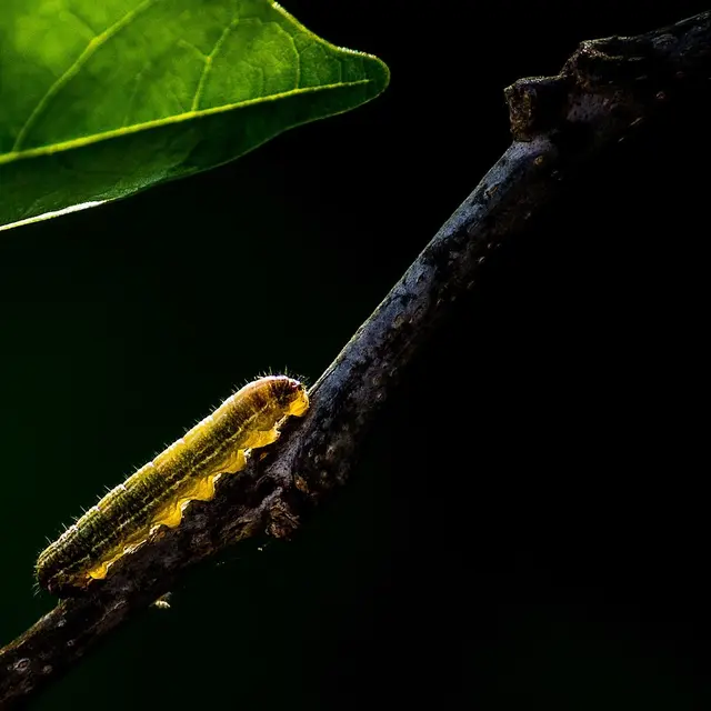 pavanprasad_ind-insect