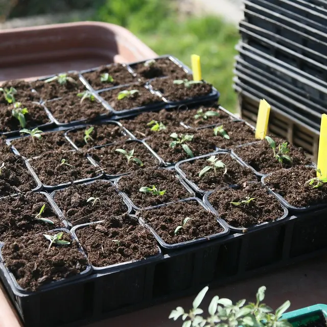 plants