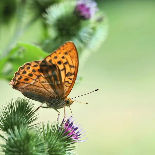 ralf1403-butterfly