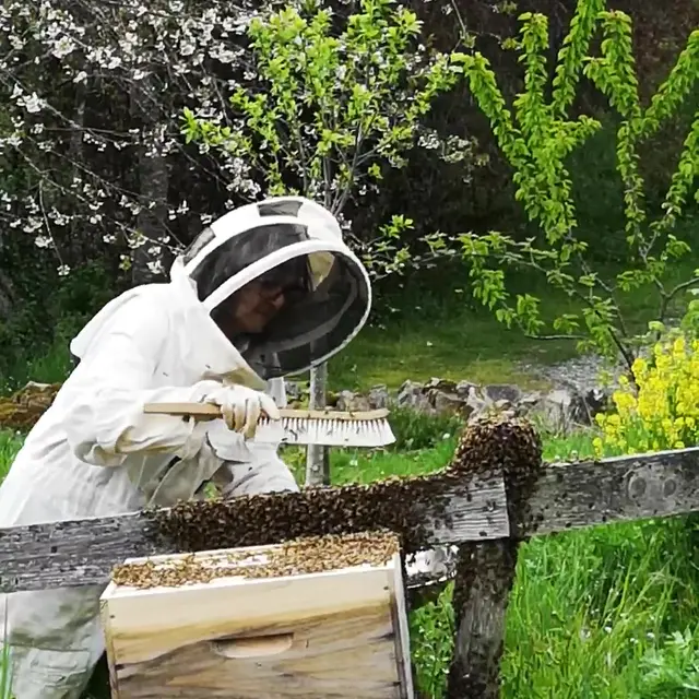 régine récupérant un essain d'abeilles la cité des insectes