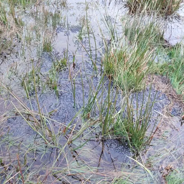 Tourbière des Dauges